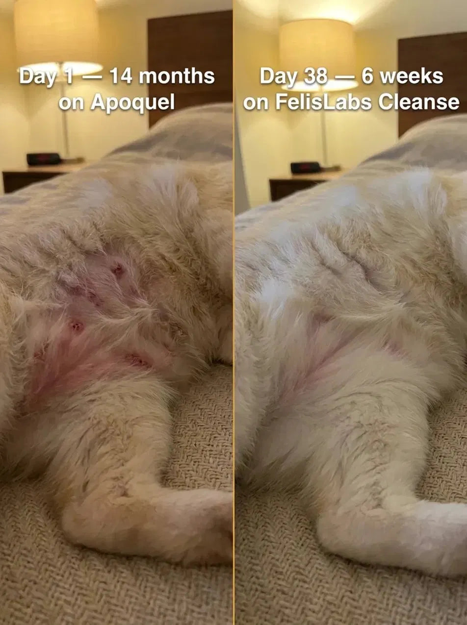 Parasite Cleanse Drops