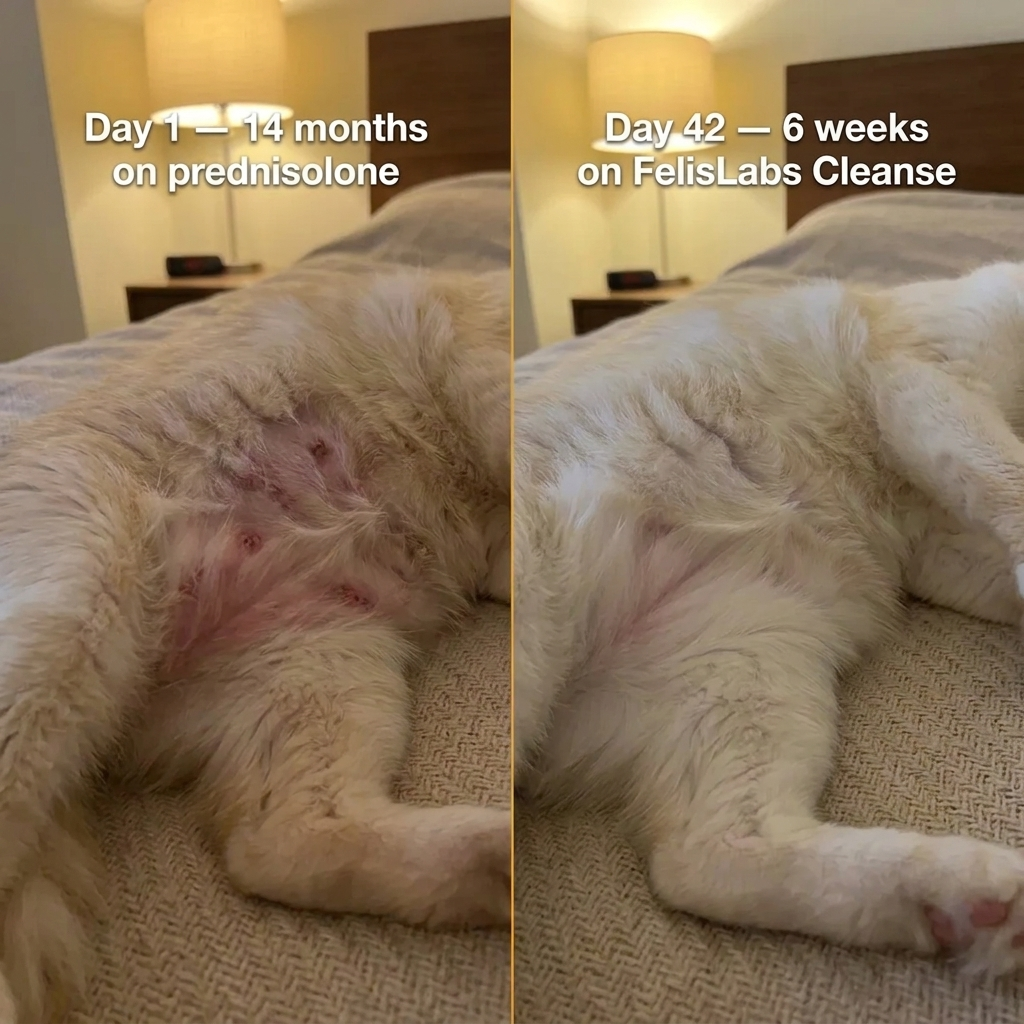 Parasite Cleanse Drops